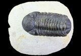 Austerops Trilobite - Ofaten, Morocco #67893-1